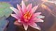 ЛАТАТТЯ, НІМФЕЯ "ЧЕРВОНА МІНІ" - рослина для міні ставка, водної клумби, ставочка у вазоні, фото 10