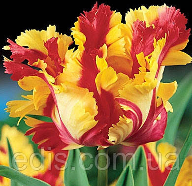 Тюльпан папуговий Flaming Parrot 3 цибулинки, фото 1