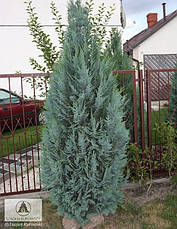 Кипарисовик Лавсона Columnaris 4 річний, Кипарисовик Лавсона Колумнарис Chamaecyparis Lawsoniana Columnaris, фото 3