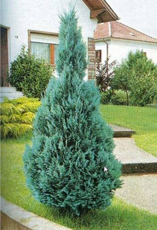 Кипарисовик Лавсона Columnaris 4 річний, Кипарисовик Лавсона Колумнарис Chamaecyparis Lawsoniana Columnaris, фото 1