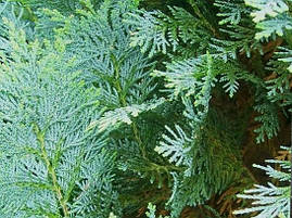 Кипарисовик Лавсона Columnaris 4 річний, Кипарисовик Лавсона Колумнарис Chamaecyparis Lawsoniana Columnaris, фото 4