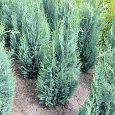 Кипарисовик Лавсона Columnaris 4 річний, Кипарисовик Лавсона Колумнарис Chamaecyparis Lawsoniana Columnaris, фото 5