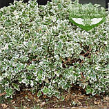 Euonymus fortunei 'Silver Queen', Бересклет Форчуна 'Сілвер Квін',C2 - горщик 2л, фото 2