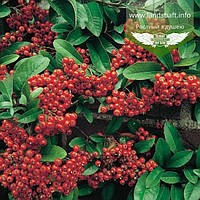 Pyracantha coccinea 'Mohave', Піраканта яскраво-червна 'Могаві',C2 - горщик 2л