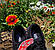 РОЗПРОДАЖ Жіночі кросівки Кеди Vans Authentic Era чорні, фото 6