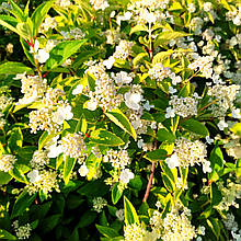 Гортензія волотиста Прім Вайт / С3 / Hydrangea Prim White