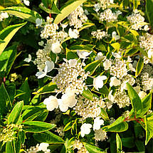 Гортензія волотиста Прім Вайт / С3 / Hydrangea Prim White, фото 3