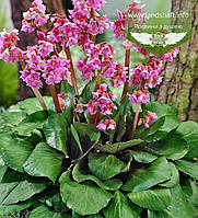 Бадан (Bergenia)