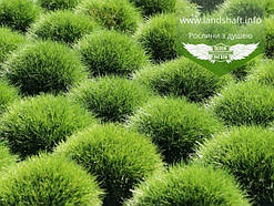 Festuca gautieri 'Pic Carlit', Костриця Готье 'Пік Карліт',C2 - горщик 2л