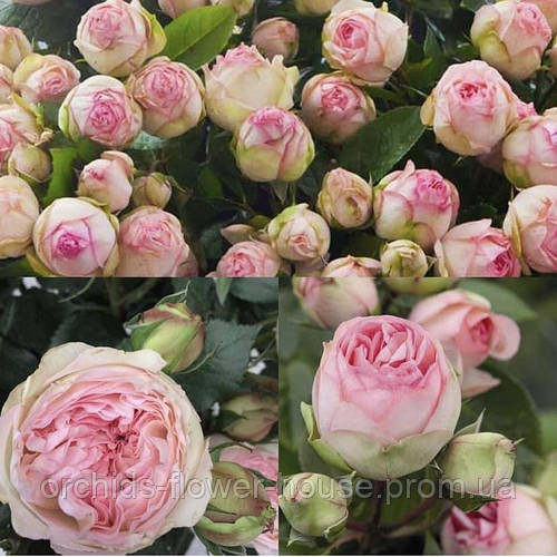 Купить Роза Чарминг пиано (английский, флорибунда, пионовидная), цена ...