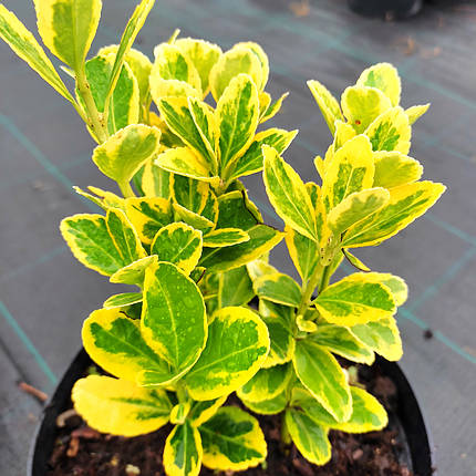 Бересклет японський Оватус Ауреус / Euonymus Ovatus Aureus, фото 2