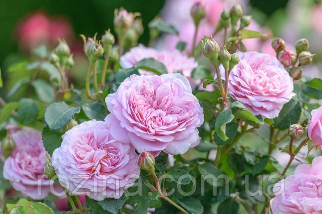 Саджанці троянди "Сайлас Марнер", фото 1