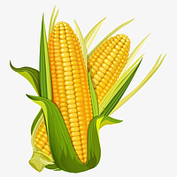Семена кукурузы Оржица 237 МВ ФАО - 240