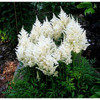 Астильба Арендса Вайт Глория (Astilbe 'White Gloria')