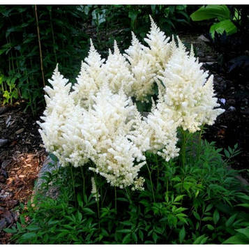 Астільба Арендса Вайт Глорія (Astilbe 'White Gloria') С3