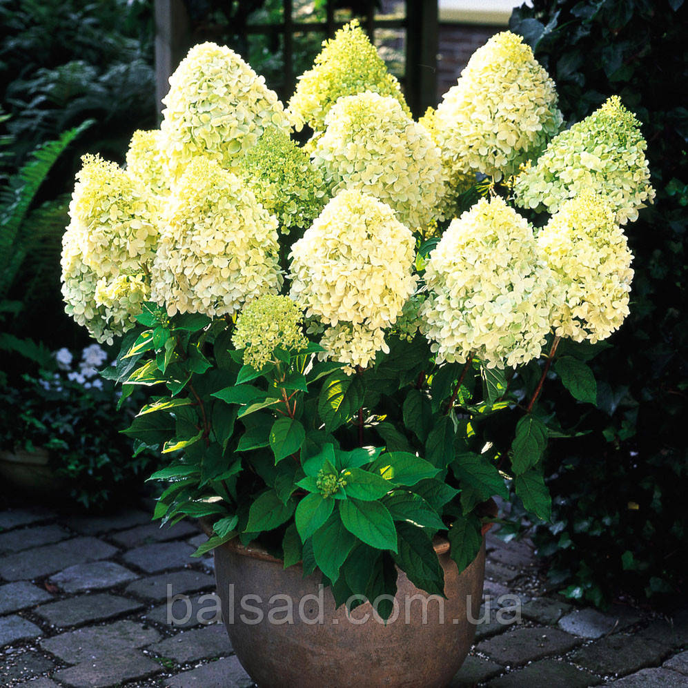 Гортензія волотиста Лаймлайт / С5 / Hydrangea Limelight