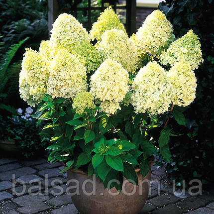 Гортензія волотиста Лаймлайт / С5 / Hydrangea Limelight, фото 1