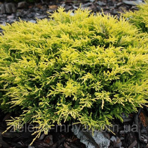 Ялівець горизонтальний Лаймглоу (Lime Glow) 5л., фото 1