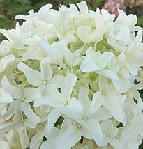 Гортензія волотиста Скайфолл / С5 / Hydrangea Skyfall, фото 2