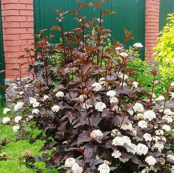 Пухироплідник калинолистний Леді ін Ред (Lady in Red ) С2