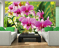 Фотообои для кухни 3д цветы 368x254 см Розовые орхидеи на зеленом фоне (3402P8)+клей