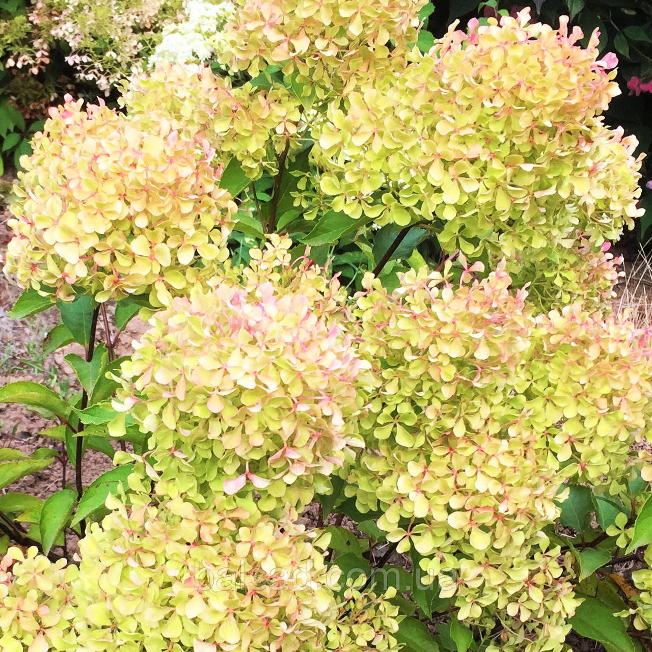 Гортензія волотиста Романтік Айс / С7,5 / Hydrangea Romantic Ace