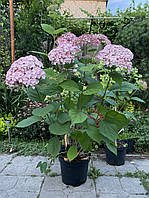 Гортензія деревовидна Кендібель Баблгам/Hydrangea arb. Candybelle® BubblegumPBR, C5 (5л), 4 роки