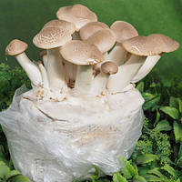 Міцелій гливи (Pleurotus ostreatus)(2 кілограма)