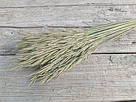 Стоколос безостый, костер-полевая трава, 50 шт. в пучке