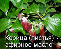 Корица(листья)-эфирное масло(Германия)-10 мл