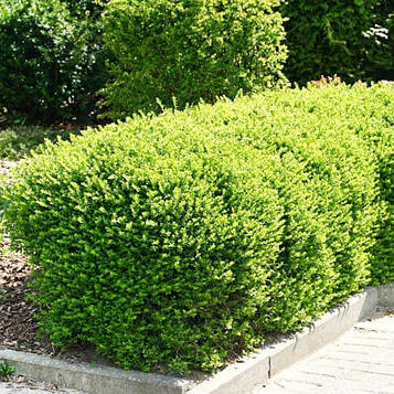 Жимолость шапкова (Lonicera Pileata) C2