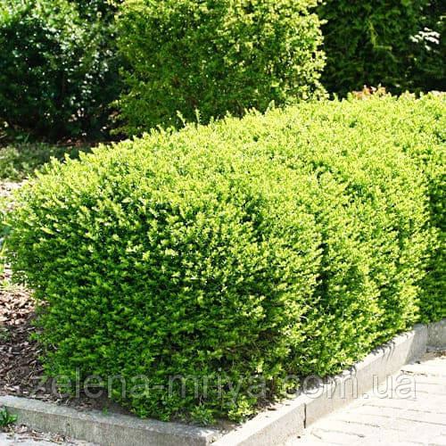 Жимолость шапкова (Lonicera Pileata) C2, фото 1