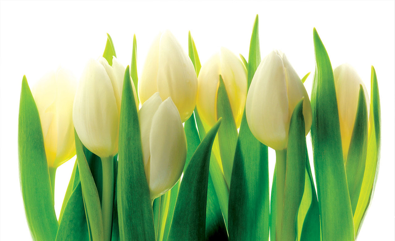 Флізелінові дизайн маленької вітальні з фотообоями квіти 368x254 см Біло-зелені тюльпани (894V8) Клей в подарунок