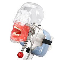 Фантом головы тренировочный Стоматологическая модель головы (крепеж на подголовник установки)