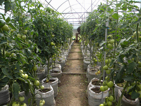 Как организовать технологию выращивания салата для реализации в зимний период