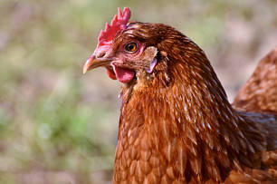 Птахівництво