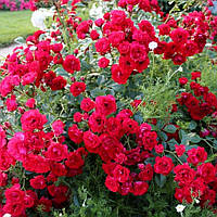 Саженцы почвопокровной розы Ред Вельвет