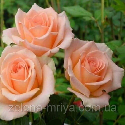Троянда чайно-гібридна Версілія (Versilia) С3
