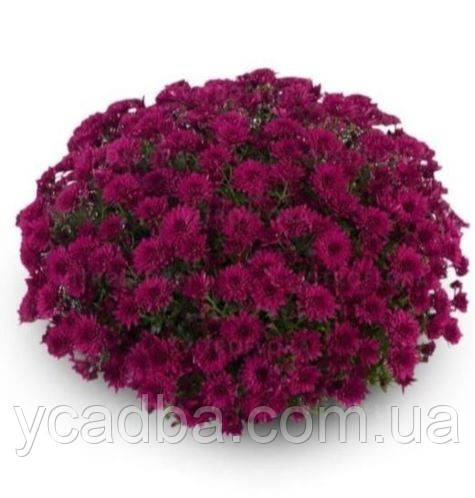 Хризантема мультифлора Магенцо (середня), фото 1