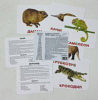Розвиваючі картки. "Екзотичні тварини" 096501 Вундеркінд з пелюшок Україна