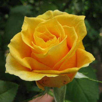 Троянда чайно-гибридна Папілон (Papillon)
