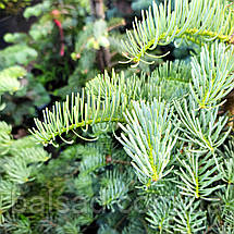 Ялиця одноколірна Хекс / h 60-70 / Abies concolor Hexe, фото 5