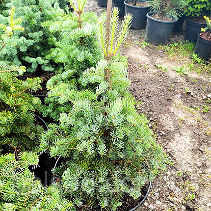 Ялиця одноколірна Хекс / h 60-70 / Abies concolor Hexe, фото 3