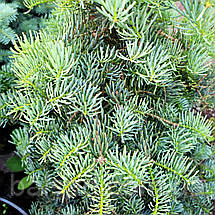 Ялиця одноколірна Хекс / h 60-70 / Abies concolor Hexe, фото 4