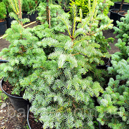 Ялиця одноколірна Хекс / h 60-70 / Abies concolor Hexe, фото 1