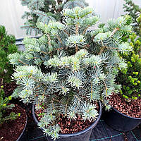 Пихта одноцветная Компакта / h 40-60 / Abies concolor Compacta