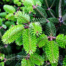 Ялиця нордмана Добріховіце / h 30-40 / Abies Dobrichovice, фото 6