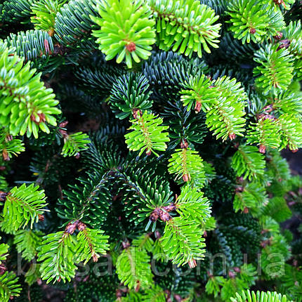 Ялиця нордмана Добріховіце / h 30-40 / Abies Dobrichovice, фото 1