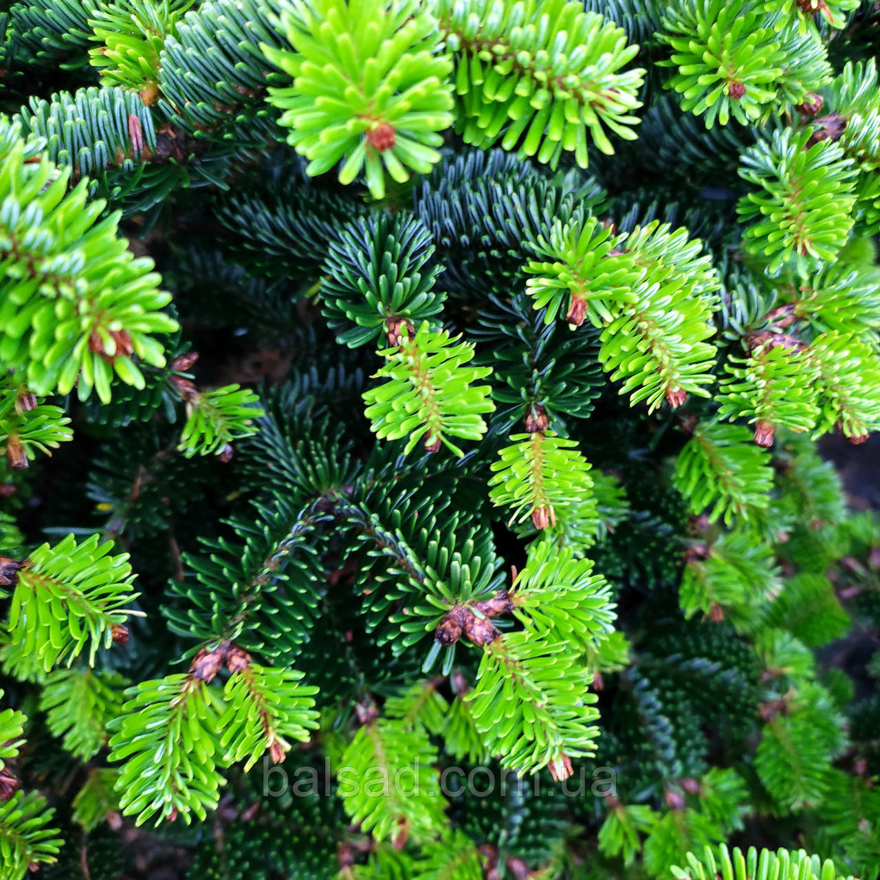 Ялиця нордмана Добріховіце / h 30-40 / Abies Dobrichovice