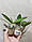 Орхідея саджанець 5048, горщик 1.7" без квітів, фото 2